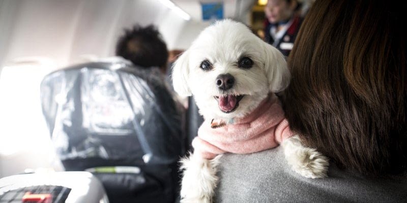CHIBA, JAPAN - JANUARY 27 : A dog is seen on the shoulder of its owner in a plane in Chiba, Japan on January 27, 2017. Japan Airlines "wan wan jet tour" allows owners and their dogs to travel together on a charter flight for a special three-day domestic tour to Kagoshima Prefecture, southwestern Japan. As part of the package tour, the owners and their dogs will also get to stay together in a hotel and go sightseeing in rented cars.  (Photo by Richard Atrero de Guzman/Anadolu Agency/Getty Images)