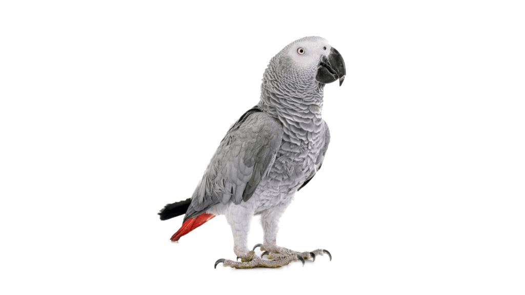Trans-parrot